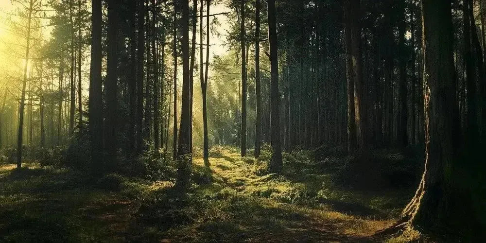 Forêt - Chef Morel