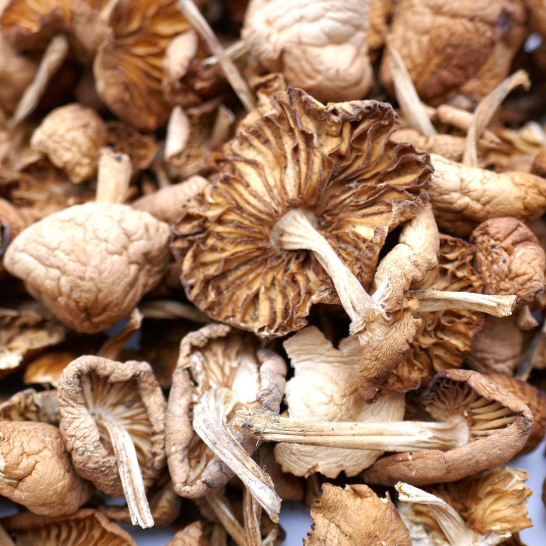 Mousserons d'Automne séchés 50g - Chef Morel