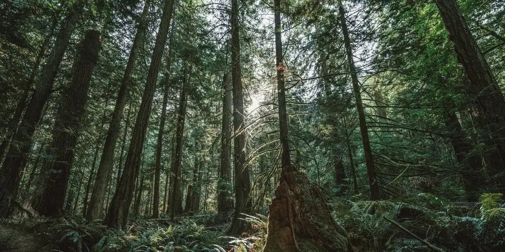 Forêt - chef Morel