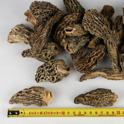 Morilles origine France séchées Jumbo à farcir - 100 gr. Chef Morel