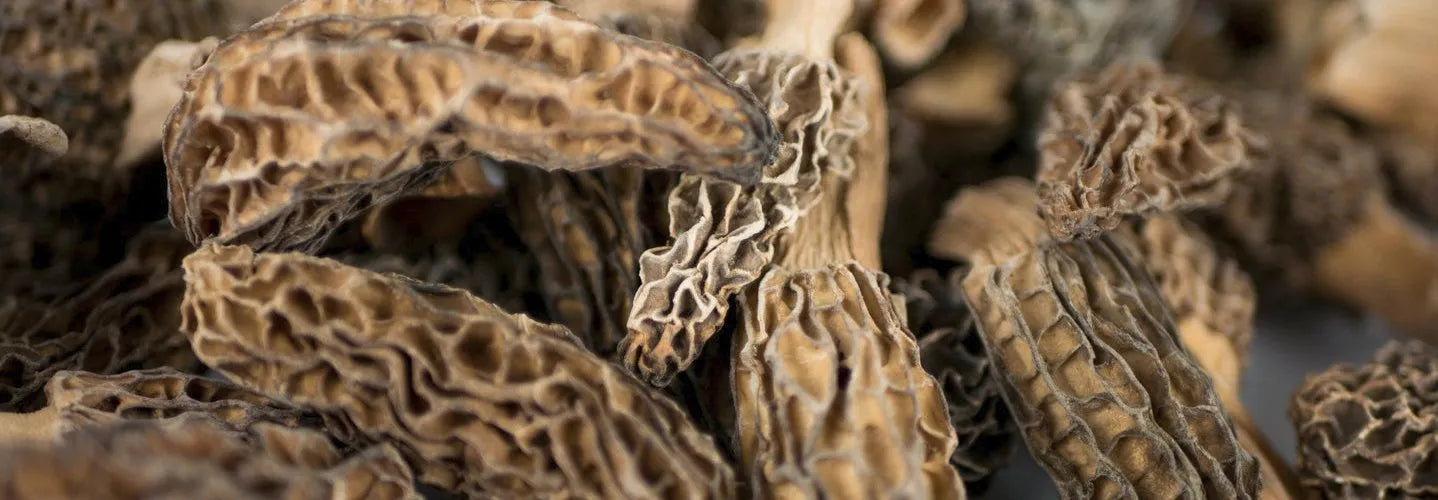 Morilles